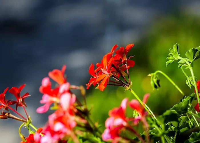 Gaestehaus Genf Pensión Velden am Wörthersee